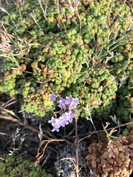 Image of Limonium minutum (L.) Chaz.