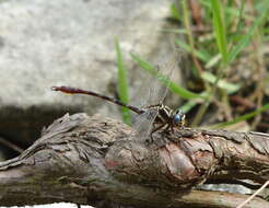 Image of Two-striped Forceptail