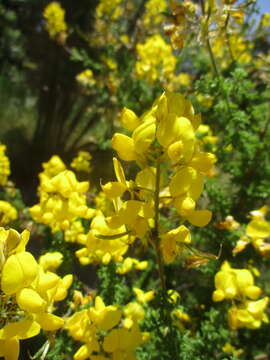 Image of Canary Island flatpod