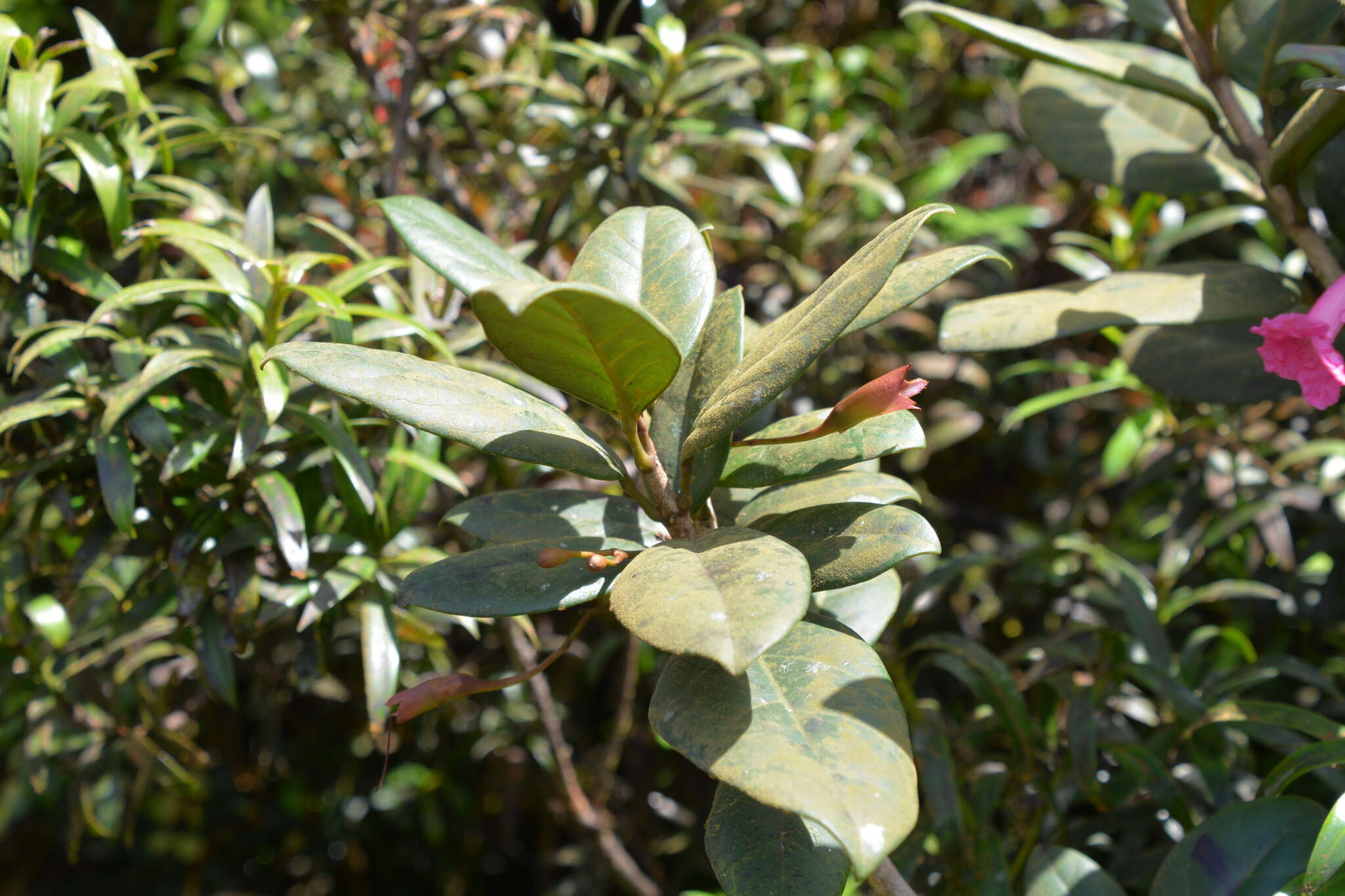 Image de Tabebuia rigida Urb.