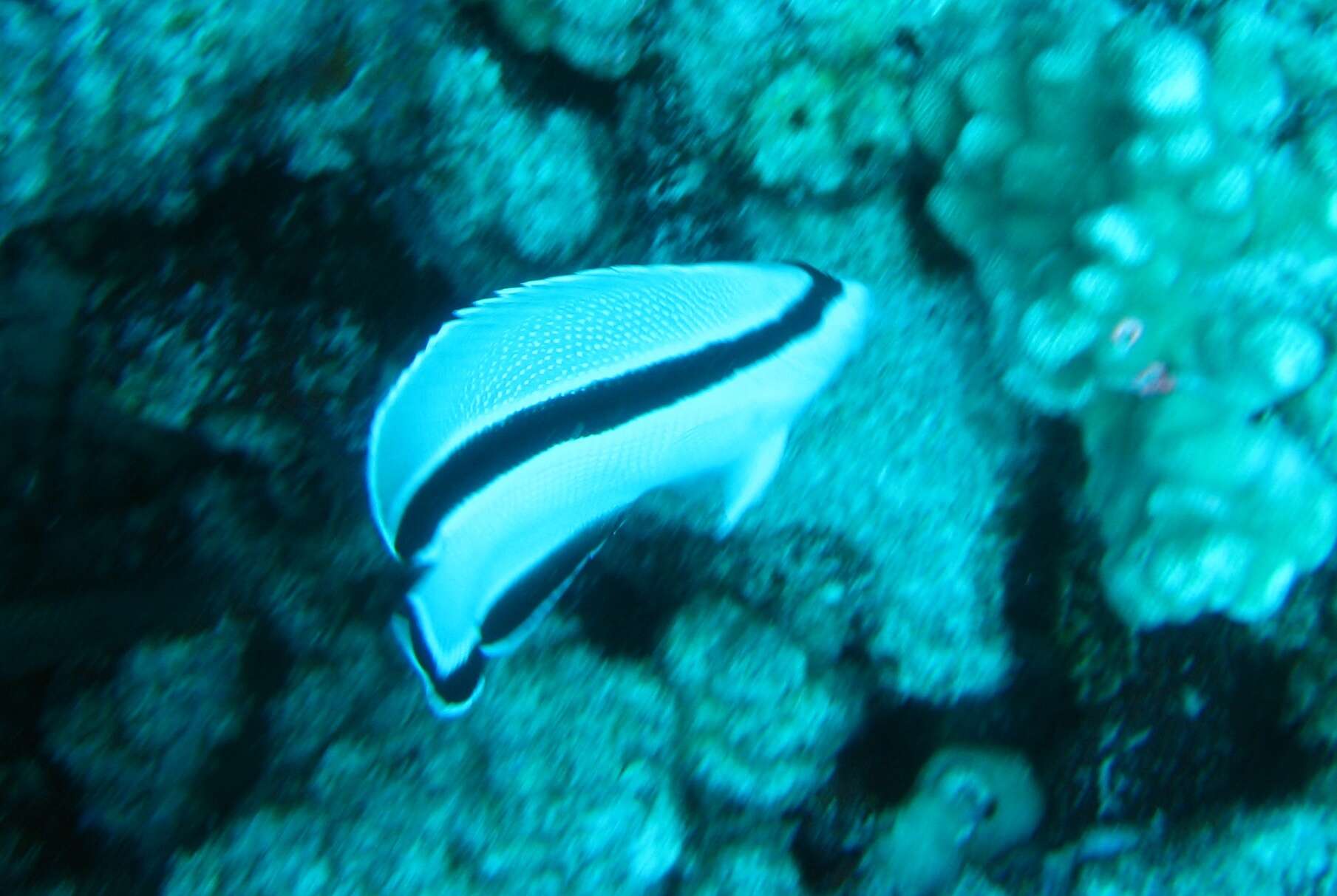 Image of Banded Angelfish