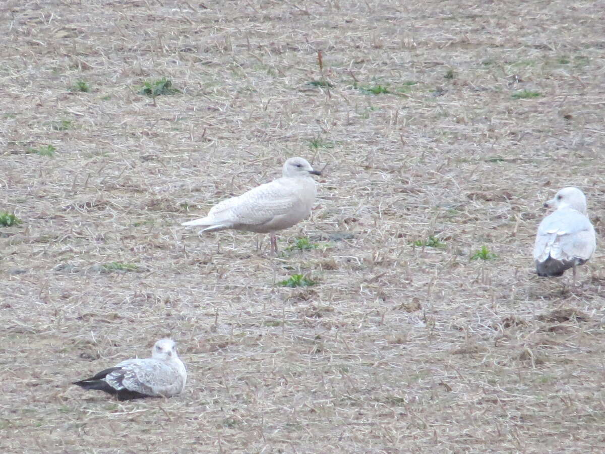 Image of Iceland Gull