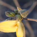 Image of Rhynchosia nitens Harv.