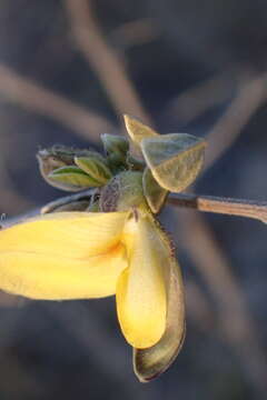 Plancia ëd Rhynchosia nitens Harv.