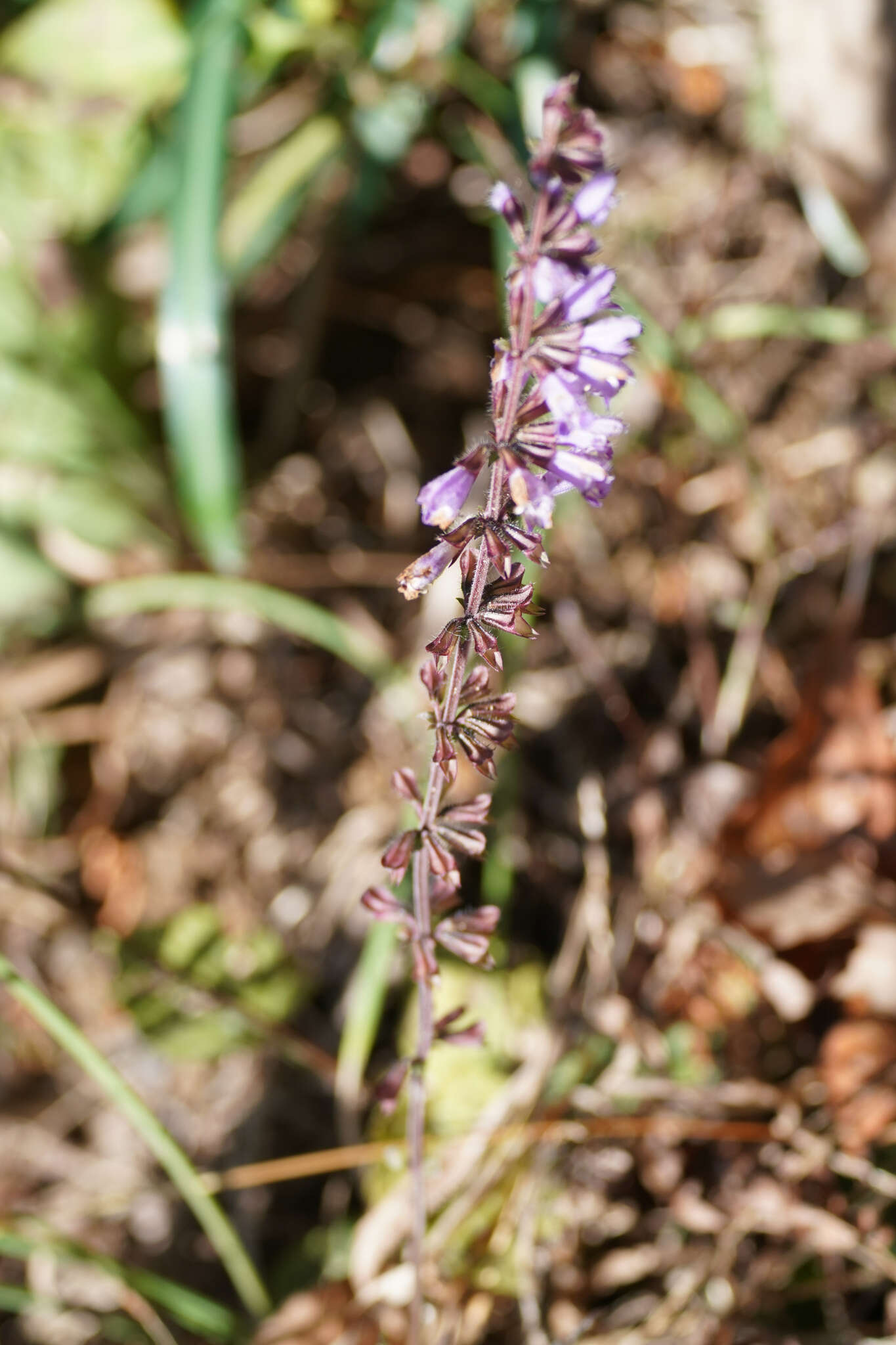 Image of Salvia japonica Thunb.