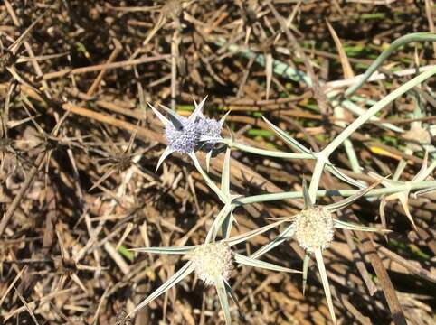 Imagem de Eryngium corniculatum Lam.