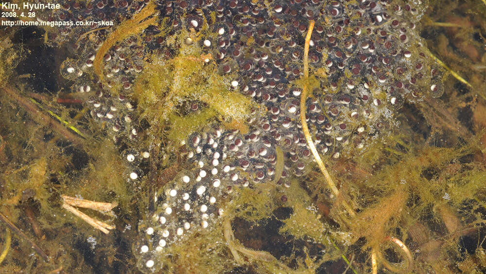 Plancia ëd Pelophylax nigromaculatus (Hallowell 1861)