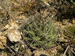 Image of Coryphantha georgii Boed.