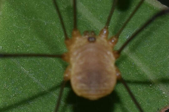 Image of Leiobunum bracchiolum McGhee 1975