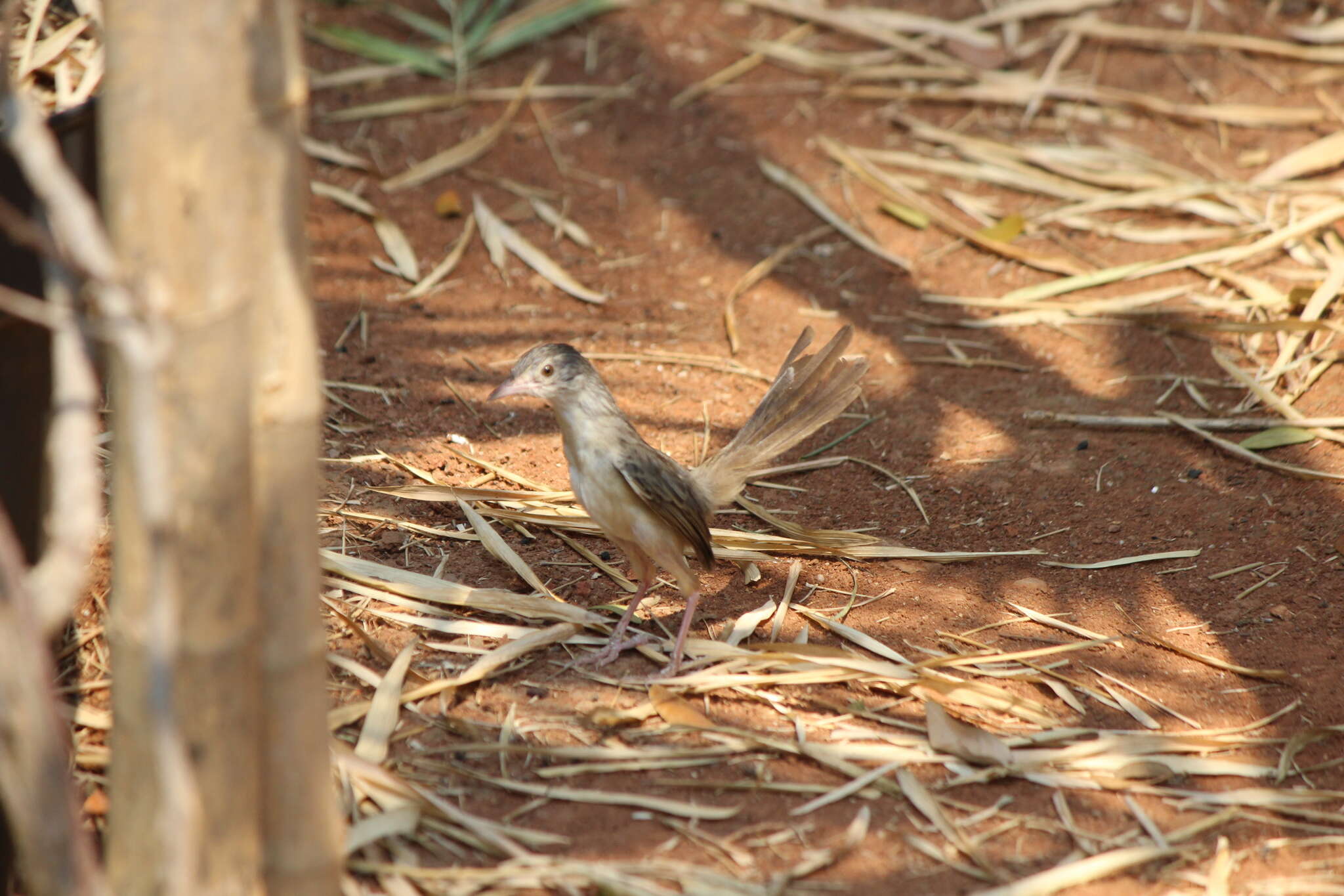 Image of Brown Prinia