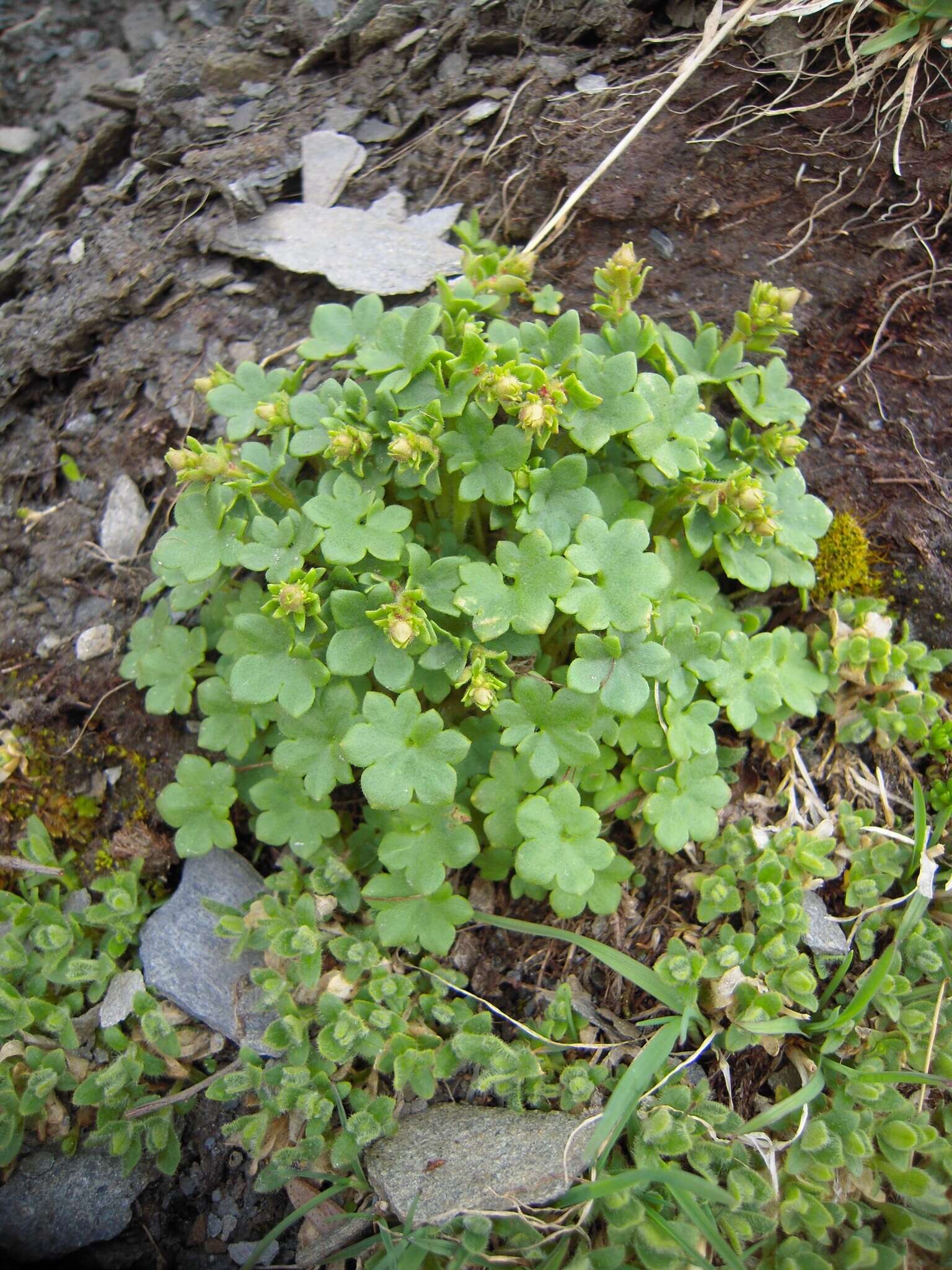 Plancia ëd Saxifraga cernua L.