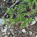 Sivun Salix divaricata Pall. kuva