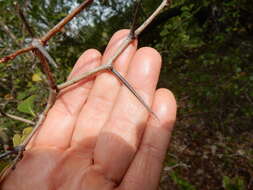 Слика од Crataegus reverchonii Sarg.