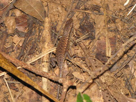 Image of Red-legged Girdled Lizard