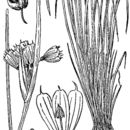 Image of Sisyrinchium albidum Raf.