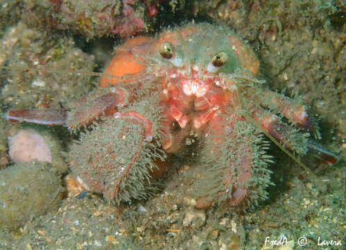 Image of Prideaux's hermit crab