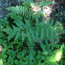 Image of western brackenfern