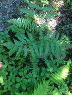 صورة Pteridium latiusculum subsp. latiusculum