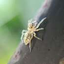 صورة Phintella castriesiana (Grube 1861)