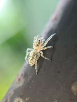 صورة Phintella castriesiana (Grube 1861)