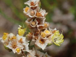 Imagem de Limonium sinense (Girard) Kuntze