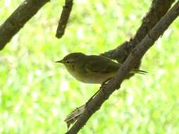 Image of Iberian Chiffchaff