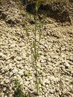 Image of Tagetes coronopifolia Willd.