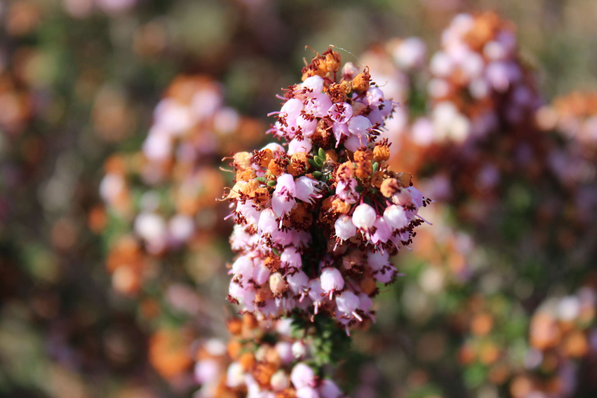 Image of heather