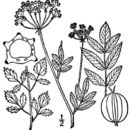 Image of Carson's waterparsnip