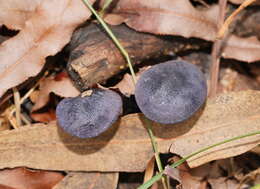 Image of Entoloma panniculus (Berk.) Sacc. 1887