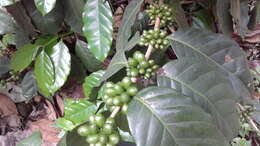 Image de Coffea arabica L.