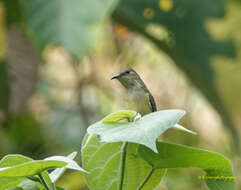 Image of Van Hasselt's Sunbird