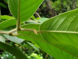 Image of Uvaria grandiflora Roxb. ex Hornem.