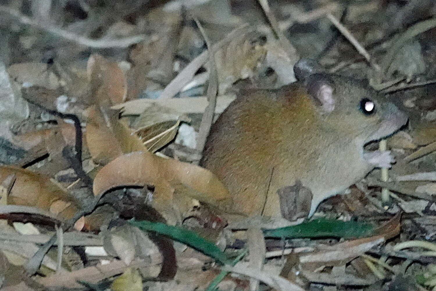 Image of Melomys capensis Tate 1951