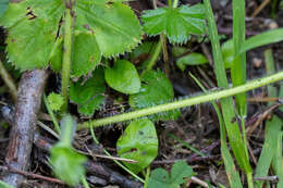 صورة Alchemilla filicaulis Buser