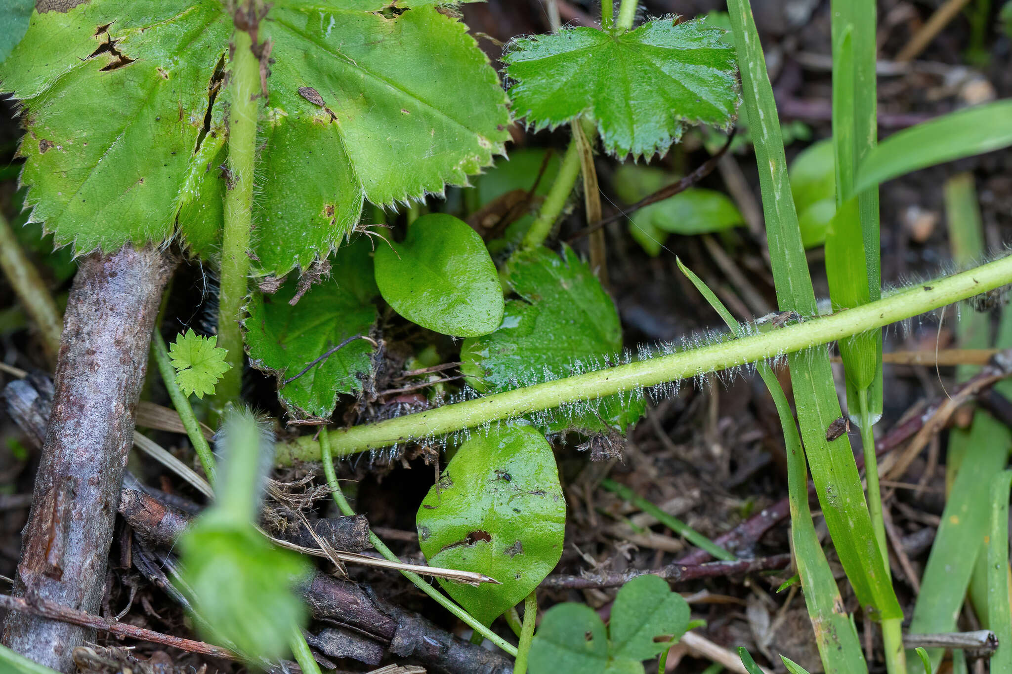 Image de alchémille à tige filiforme