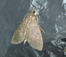 Image of Grass webworm