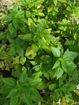 Image of Poiret's Copperleaf