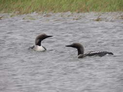 Image of Arctic Loon