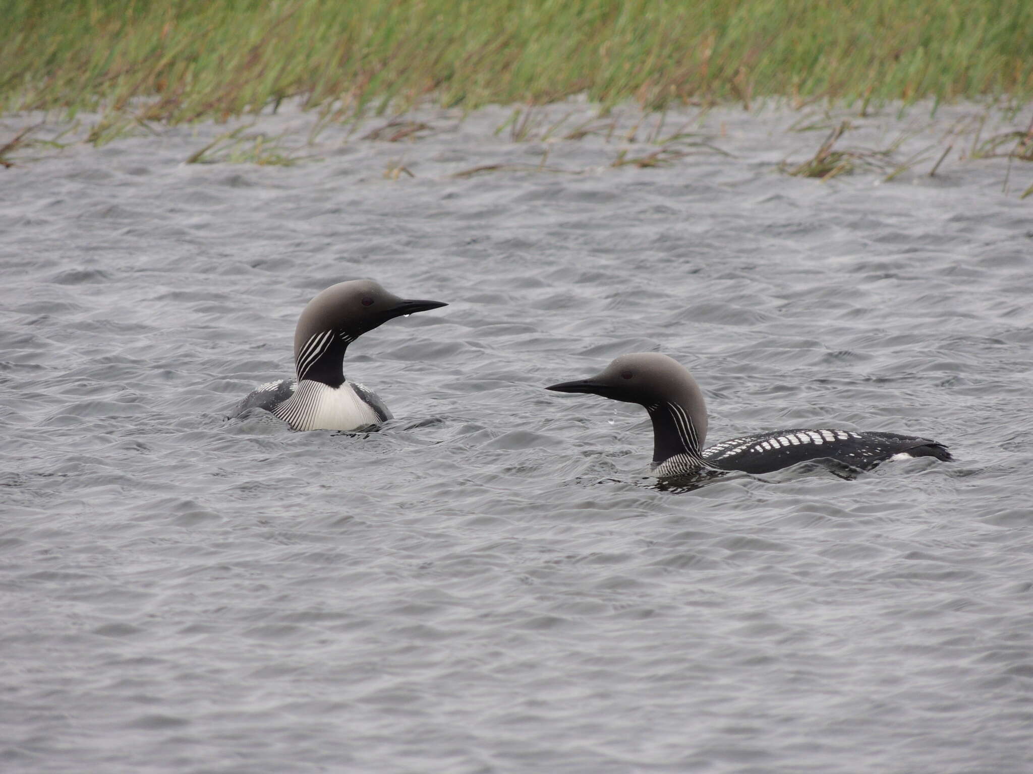 Image of Arctic Loon