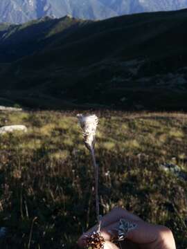 Image of Antennaria caucasica A. Boriss.