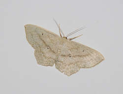 Scopula nigropunctata Hüfnagel 1767的圖片