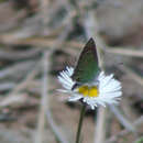 Plancia ëd Callophrys affinis (Edwards 1862)