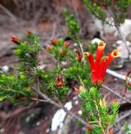 Image of Erica unicolor subsp. georgensis E. G. H. Oliv. & I. M. Oliv.