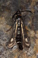 Image of Dipchasphecia iskander