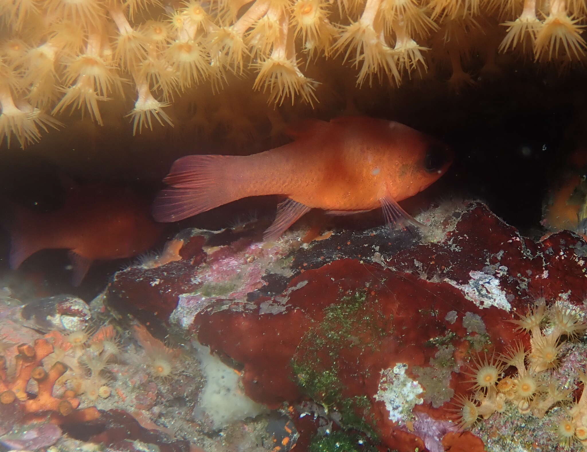 Image of Cardinal Fish