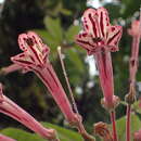 Image of Sinningia douglasii (Lindl.) Chautems