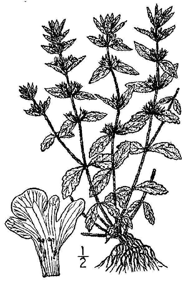 Image of simplebeak ironwort