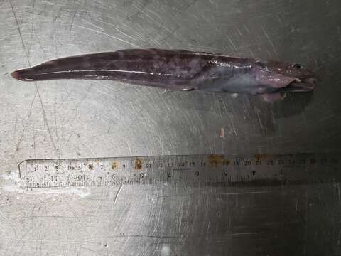 Image of Doubleline eelpout