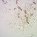 Image de Leratiomyces magnivelaris (Peck) Bridge & Spooner 2008
